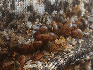 Bed Bugs in crevice of cushion - Bed Bug Infestation