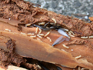Flying Termite Damage on wood in Jacksonville, Florida