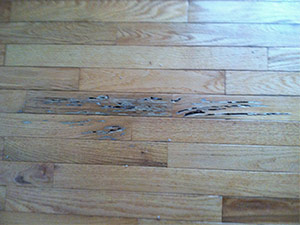 Flying termites floor damage