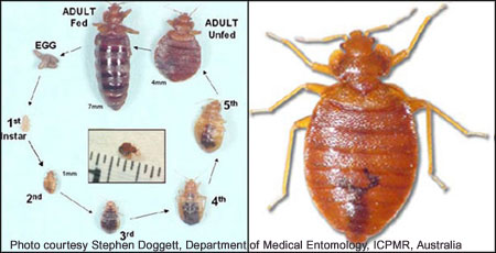 Macro view of bedbug and life stages