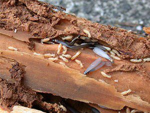 Termites in rotted wood
